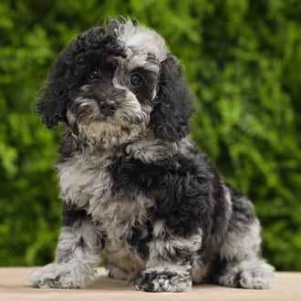 Darla, a female Mini Poodle puppy for sale at Wellspring Puppies Dallas