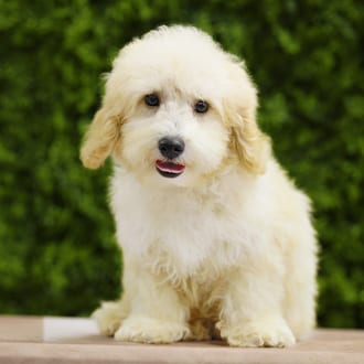 Nico, a male Mini Poodle puppy for sale at Wellspring Puppies Dallas