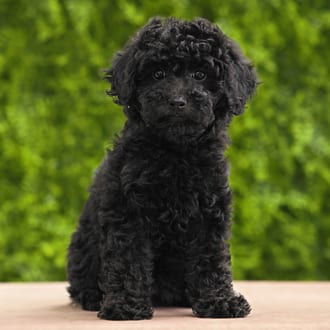Kallie, a female Mini Poodle puppy for sale at Wellspring Puppies Dallas