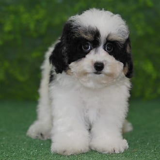 Ivan, a male Mini Poodle puppy for sale at Wellspring Puppies Fort Worth