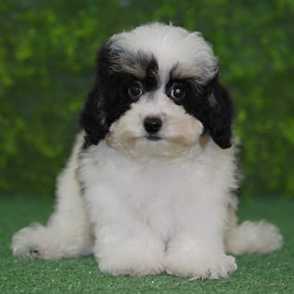 Ivan, a male Mini Poodle puppy for sale at Wellspring Puppies Fort Worth