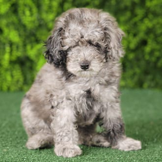 Tot, a male Mini Poodle puppy for sale at Wellspring Puppies Fort Worth