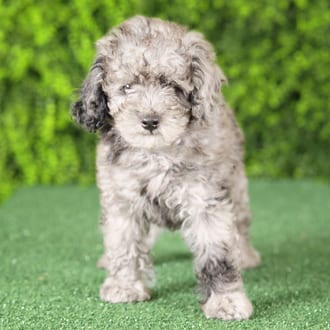 Tot, a male Mini Poodle puppy for sale at Wellspring Puppies Fort Worth