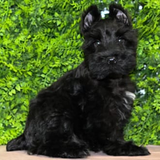 Barkley, a male Mini Schnauzer puppy for sale at Wellspring Puppies Dallas