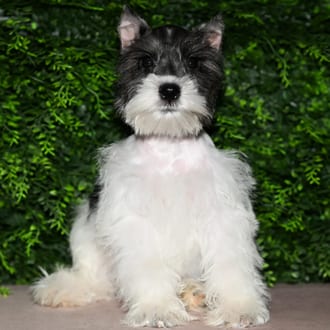 Morris, a male Mini Schnauzer puppy for sale at Wellspring Puppies Fort Worth