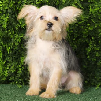 Betty, a female Morkie F1B puppy for sale at Wellspring Puppies Fort Worth