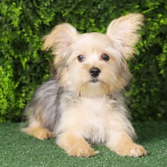 Betty, a female Morkie F1B puppy for sale at Wellspring Puppies Fort Worth