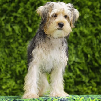 Fang, a male Morkie F1B puppy for sale at Wellspring Puppies Dallas