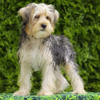 Fang, a male Morkie F1B puppy for sale at Wellspring Puppies Dallas