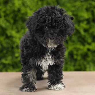 Hoss, a male Morkie F1B puppy for sale at Wellspring Puppies Dallas