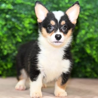 Rocky, a male Pembroke Welsh Corgi puppy for sale at Wellspring Puppies Fort Worth