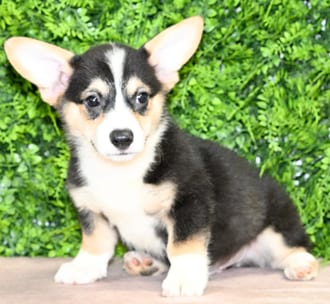 Porter, a male Pembroke Welsh Corgi puppy for sale at Wellspring Puppies Dallas