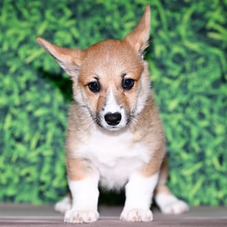 Georgia, a female Pembroke Welsh Corgi puppy for sale at Wellspring Puppies Fort Worth