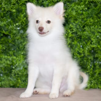 Monroe, a male Pomeranian puppy for sale at Wellspring Puppies Dallas