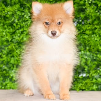 Alden, a male Pomeranian puppy for sale at Wellspring Puppies Dallas