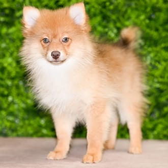 Alden, a male Pomeranian puppy for sale at Wellspring Puppies Dallas