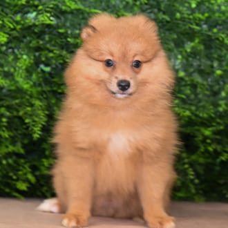 Taylor, a male Pomeranian puppy for sale at Wellspring Puppies Fort Worth