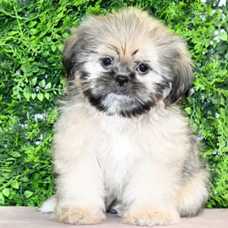 Lainey, a female Shih Tzu puppy for sale at Wellspring Puppies Dallas