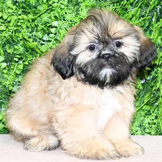 Rockwell, a male Shih Tzu puppy for sale at Wellspring Puppies Dallas