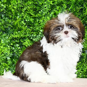 Percy, a male Shih Tzu puppy for sale at Wellspring Puppies Dallas