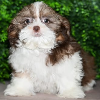 Nash, a male Shih Tzu puppy for sale at Wellspring Puppies Fort Worth