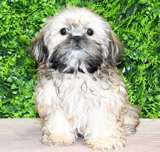 Nola, a female Shih Tzu puppy for sale at Wellspring Puppies Dallas