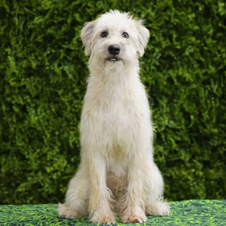 Evander, a male Soft Coated Wheaten Terrier puppy for sale at Wellspring Puppies Dallas