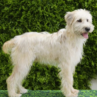 Evander, a male Soft Coated Wheaten Terrier puppy for sale at Wellspring Puppies Dallas