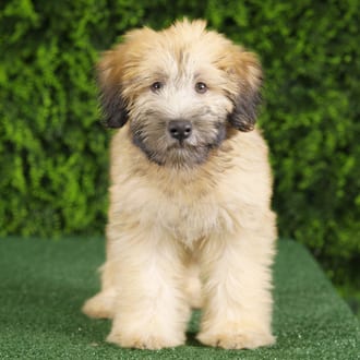 Ocean, a female Soft Coated Wheaten Terrier puppy for sale at Wellspring Puppies Fort Worth