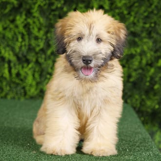 Ocean, a female Soft Coated Wheaten Terrier puppy for sale at Wellspring Puppies Fort Worth