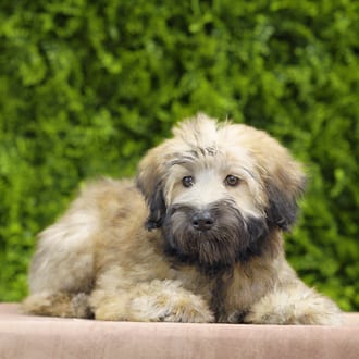 Kona, a female Soft Coated Wheaten Terrier puppy for sale at Wellspring Puppies Dallas