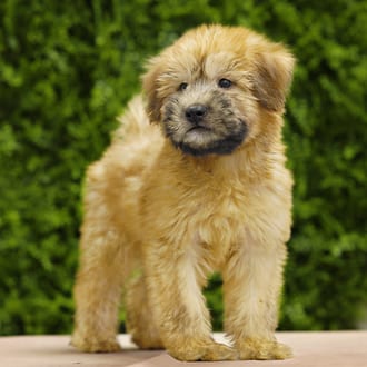 Wilson, a male Soft Coated Wheaten Terrier puppy for sale at Wellspring Puppies Dallas
