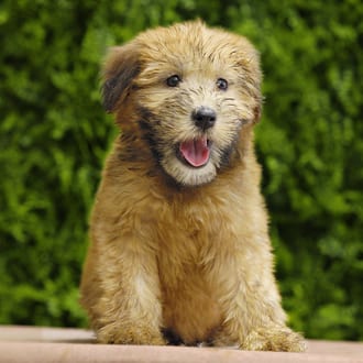 Indie, a female Soft Coated Wheaten Terrier puppy for sale at Wellspring Puppies Dallas