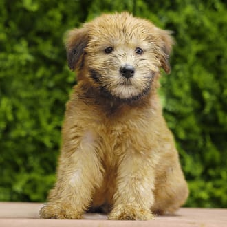 Indie, a female Soft Coated Wheaten Terrier puppy for sale at Wellspring Puppies Dallas
