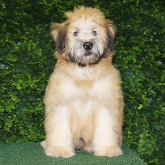 Domingo, a male Soft Coated Wheaten Terrier puppy for sale at Wellspring Puppies Fort Worth