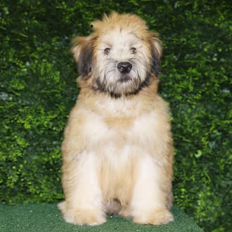 Domingo, a male Soft Coated Wheaten Terrier puppy for sale at Wellspring Puppies Fort Worth
