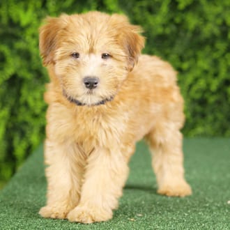 Elvis, a male Soft Coated Wheaten Terrier puppy for sale at Wellspring Puppies Fort Worth