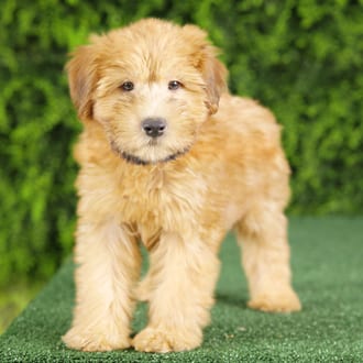 Elvis, a male Soft Coated Wheaten Terrier puppy for sale at Wellspring Puppies Fort Worth