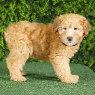 Elvis, a male Soft Coated Wheaten Terrier puppy for sale at Wellspring Puppies Fort Worth