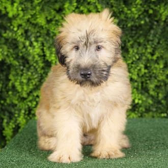 Scrappy, a male Soft Coated Wheaten Terrier puppy for sale at Wellspring Puppies Fort Worth
