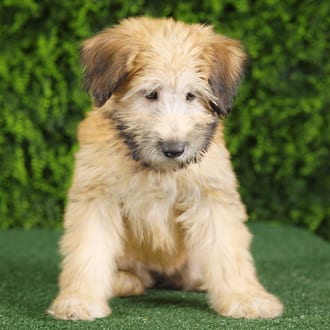 Elana, a female Soft Coated Wheaten Terrier puppy for sale at Wellspring Puppies Fort Worth