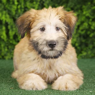 Elana, a female Soft Coated Wheaten Terrier puppy for sale at Wellspring Puppies Fort Worth