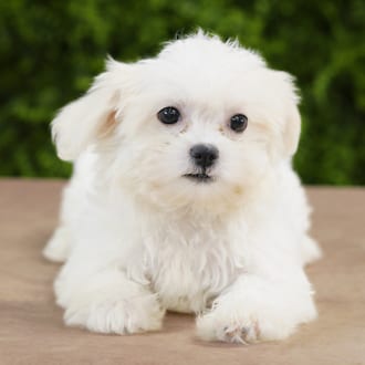 Plum, a female Teddy Bear puppy for sale at Wellspring Puppies Dallas