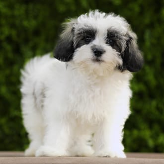 Murphy, a male Teddy Bear puppy for sale at Wellspring Puppies Dallas