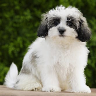 Murphy, a male Teddy Bear puppy for sale at Wellspring Puppies Dallas
