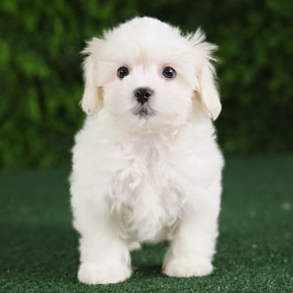 Rider, a male Teddy Bear puppy for sale at Wellspring Puppies Fort Worth