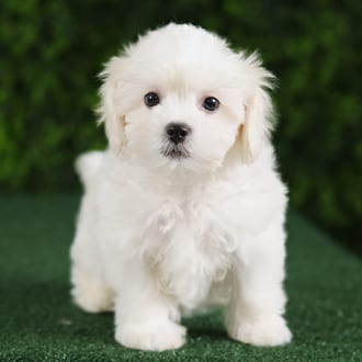 Rider, a male Teddy Bear puppy for sale at Wellspring Puppies Fort Worth