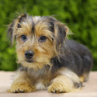 Lizzie, a female Yorkshire Terrier puppy for sale at Wellspring Puppies Dallas