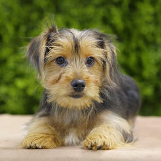 Lizzie, a female Yorkshire Terrier puppy for sale at Wellspring Puppies Dallas