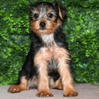 Benny, a male Yorkshire Terrier puppy for sale at Wellspring Puppies Fort Worth
